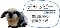 チャッピー 関口医院の看板うさぎ